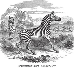 Zebra animal, From the Dictionary of Word and Things, 1888.