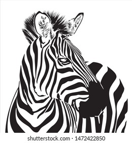 Zebra animal illustration, nature conservation vector black and white