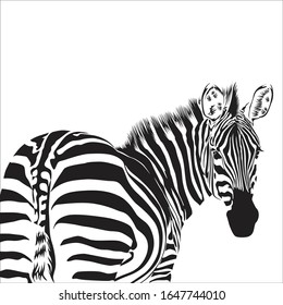 Zebra animal illustration, nature conservation vector black and white