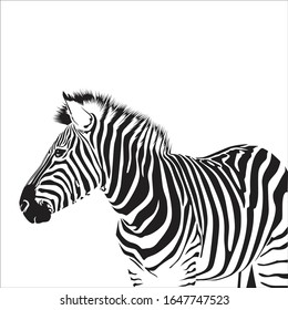 Zebra animal illustration, nature conservation vector black and white