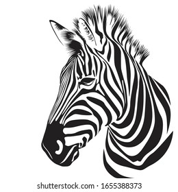 Zebra animal illustration, nature conservation vector black and white