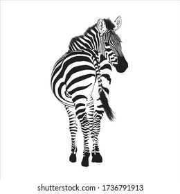 Zebra Animal Illustration Nature Conservation Vector Stock Vector ...