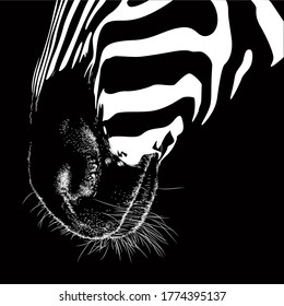 Zebra animal illustration, nature conservation vector black and white