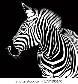 Zebra animal illustration, nature conservation vector black and white