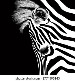 Zebra animal illustration, nature conservation vector black and white