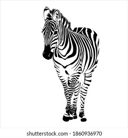 Zebra animal Illustration nature conservation, vector black and white