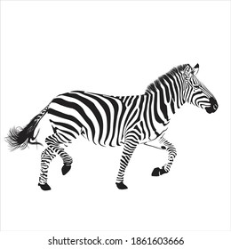 Zebra animal illustration, nature conservation vector black and white