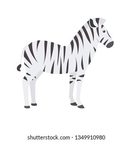 Zebra animal. Isolated vector illustration