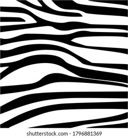 Zebra animal pattern, white background. Vector striped texture.