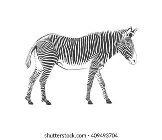 zebra animal, vector black and white illustration