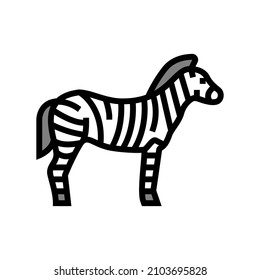 zebra animal in zoo color icon vector. zebra animal in zoo sign. isolated symbol illustration