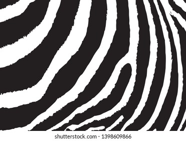 Zebra. Animalistic pattern. Animal skin. Africa. Abstract pattern for design