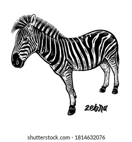 Zebra. Animals of Africa series. Vintage engraving style. Vector art illustration. Black graphic isolate on white background. The object of wildlife. Hand drawing. Sketch herbivore.