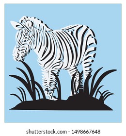 Zebra animals that live in the wild