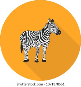 Zebra, animals, wild