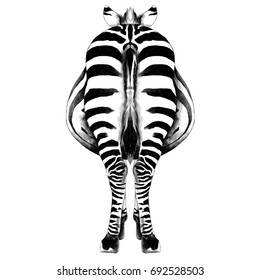 Zebra is back in a full-length sketch vector graphics black and white drawing