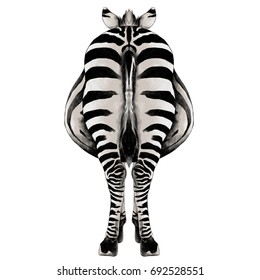 Zebra is back in a full-length sketch vector graphics color picture