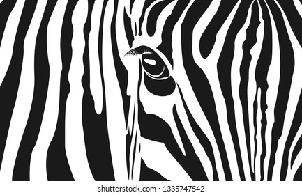 Zebra background. Black Zebra stripes on white background. Zebra close-up. Vector illustration.  