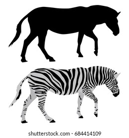Zebra. Black and colored drawings. Vector illustration isolated on white background