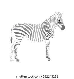 zebra. black and grey stripes. vector