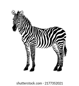 Zebra black ink. Brush and paint texture