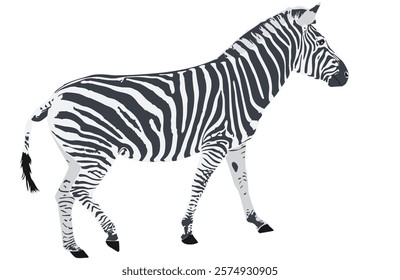 Zebra with black stripes isolated on white background, profile view. Safari hoofed and striped mammal, side view. African black and white equine, vector flat design eps 10