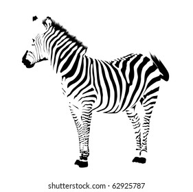 Zebra. Black stripes on white background