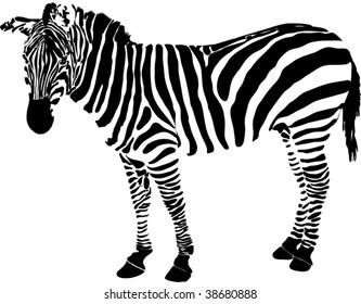 Zebra of black strips animals