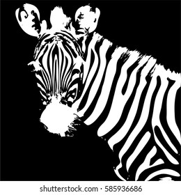 Zebra Black White Face Sketch Vector Stock Vector (Royalty Free ...