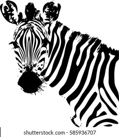 Zebra black and white face sketch vector.