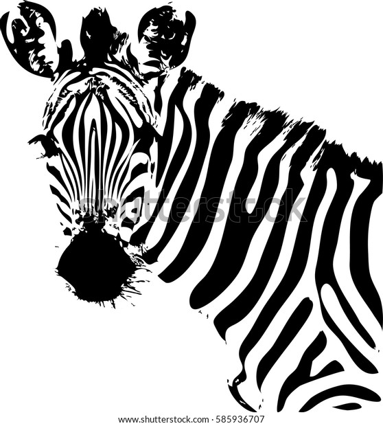 Zebre Noir Et Blanc Croquis De Image Vectorielle De Stock Libre De Droits Zebre Noir Et Blanc Croquis De Image Vectorielle De Stock Libre De Droits
