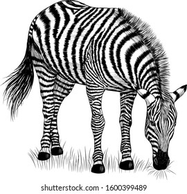 Zebra black and white stands straight