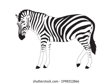 Zebra black and white vector design on white background.