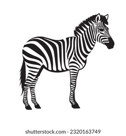 zebra black and white vector illustration 