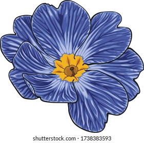 Zebra blauer Blumenvektor Illustration. Handgezeichnete schöne Primula mit wunderschönen Farbtönen.