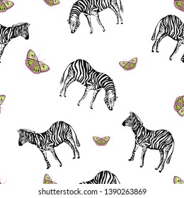 zebra and butterflies on white background, vector