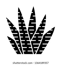Zebra cactus glyph icon. Haworthia. Small succulent plant. Garden and container plant. African exotic flora. Silhouette symbol. Negative space. Vector isolated illustration