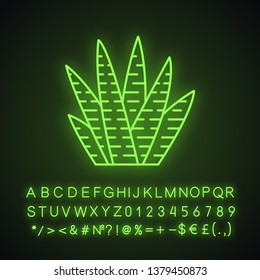 Zebra cactus neon light icon. Haworthia. Small succulent plant. Garden and container plant. African exotic flora. Glowing sign with alphabet, numbers and symbols. Vector isolated illustration