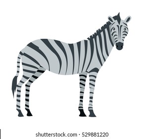 Zebra cartoon isolated on white. African equids horse family united by their distinctive black and white striped plains zebra, the GrÃ?Â©vy's zebra and the mountain zebra. Sticker for children. Vector