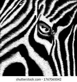 Zebra close up face, animal illustration, nature conservation vector