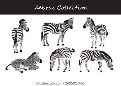 Zebra collection. Vector illustration. Isolated on white background.