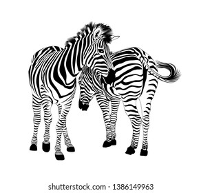 Zebra couple standing. Wild animal texture. Striped black and white. Vector illustration isolated on white background.