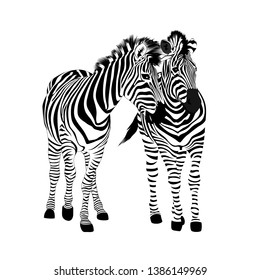 Zebra couple standing. Wild animal texture. Striped black and white. Vector illustration isolated on white background.