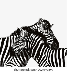 Zebra couple vector drawing black and white. Isolated objects