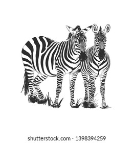 Zebra couple vector isolated on white background.