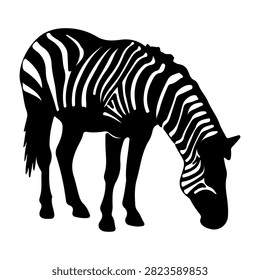 A zebra with distinctive black and white stripes grazing peacefully in its natural environment, showcasing wildlife and animal behavior.