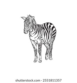 Eine Zebrazeichnung in Schwarz-Weiß. Skizze doodle Illustration.