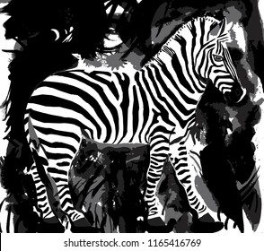 Zebra drawing, on a dark and textured background. Vector illustration.