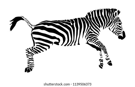 Zebra, drawn by lines