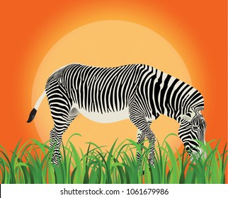 Zebra eating grass with sun rising